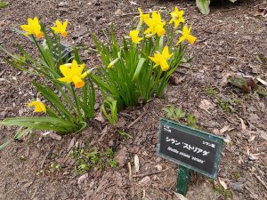 LilyTrain_003_04 LilyTrain_003_04